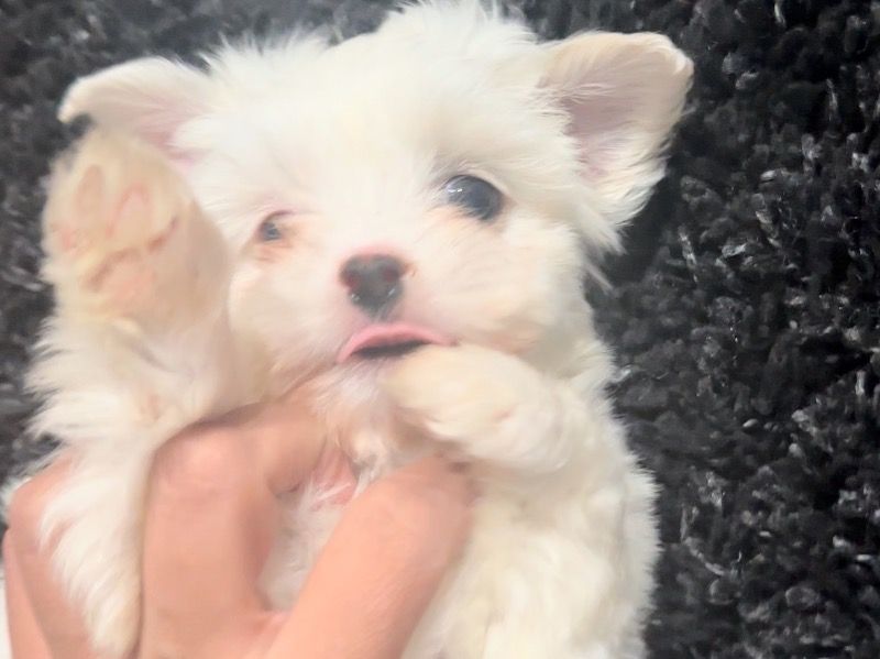 Princess – Maltipoo Male Dog for Sale in California | Vaccinated