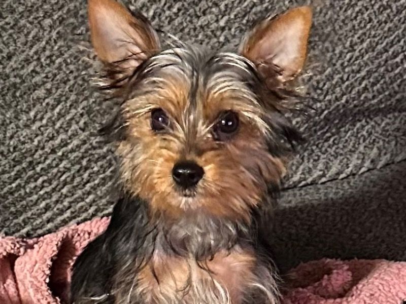 Sasha – Yorkshire Terrier Female Dog for Sale in Maryland | Vaccinated