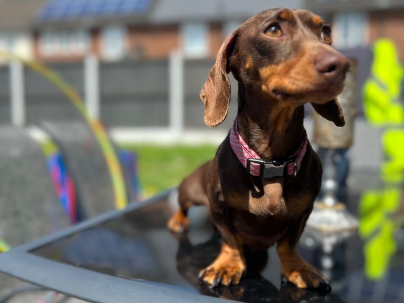 Bella – Miniature Dachshund Female Dog for Sale in England | Vaccinated