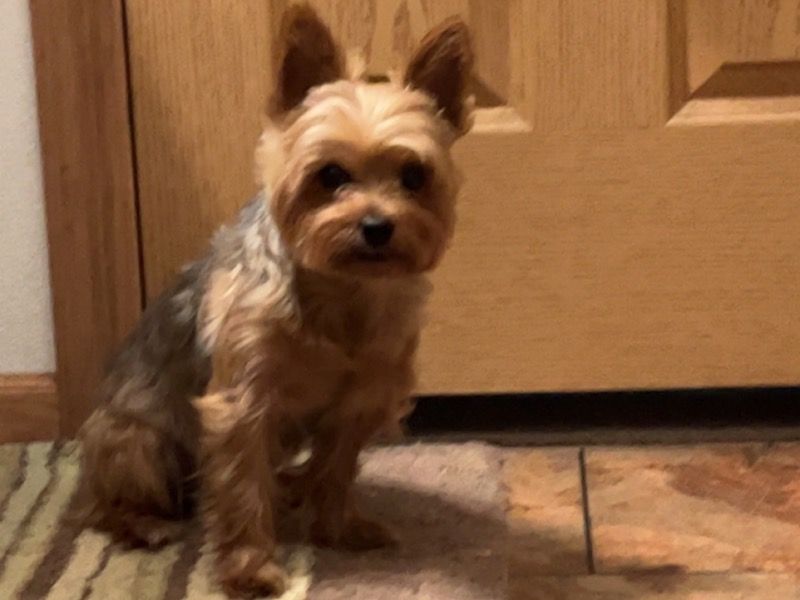Bear – Yorkshire Terrier Stud Dog for Breeding in Florida | Vaccinated
