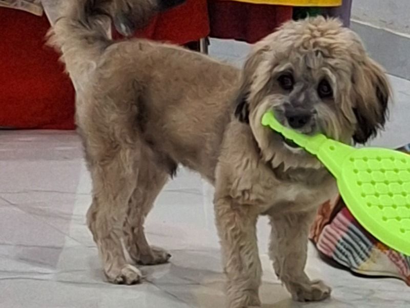 Euro – Lhasa Apso Stud Dog for Breeding in Uttar Pradesh | Vaccinated