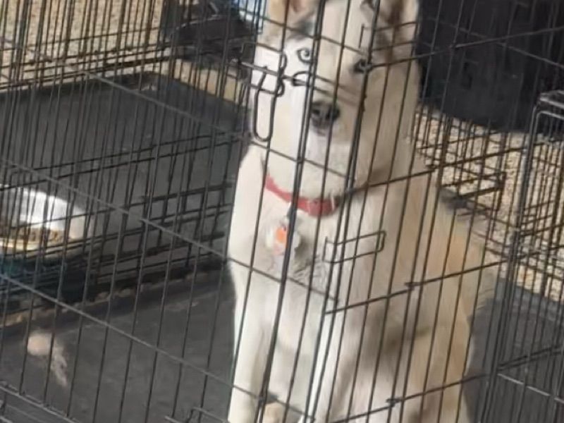 Mika – Miniature Husky Female Dog for Breeding in Texas | Vaccinated