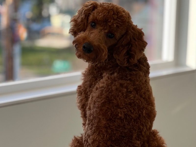 Bamba – Toy Poodle Stud Dog for Breeding in Washington | Vaccinated