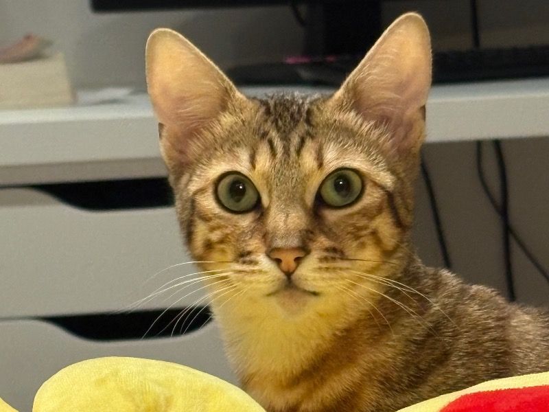 Milu – Bengal Female Cat for Breeding in Québec | Vaccinated