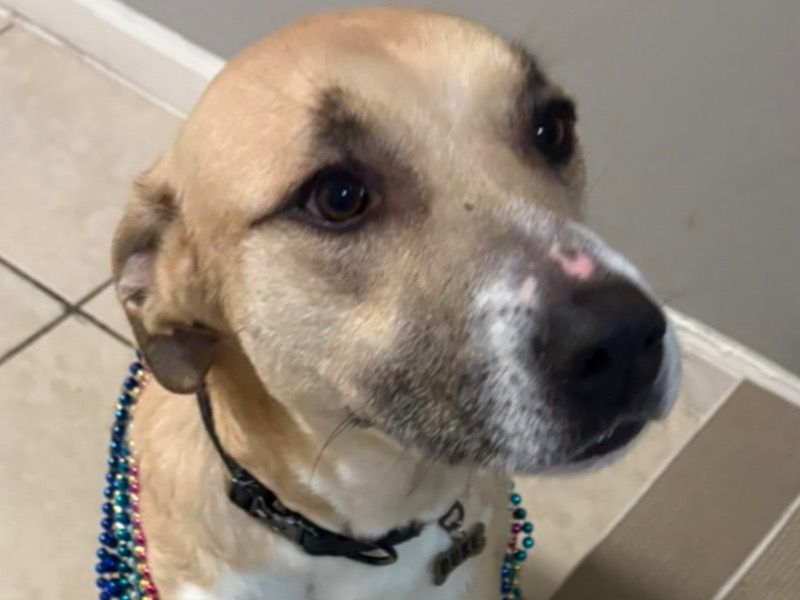 Duke – Anatolian Shepherd Male Dog for Adoption in Florida | Vaccinated