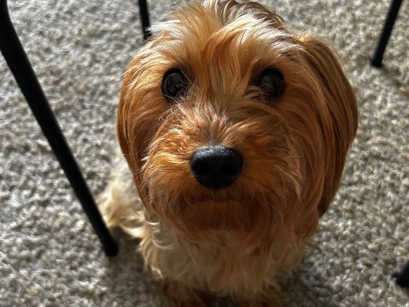 Delilah – Yorkshire Terrier Female Dog for Breeding in Florida | Vaccinated