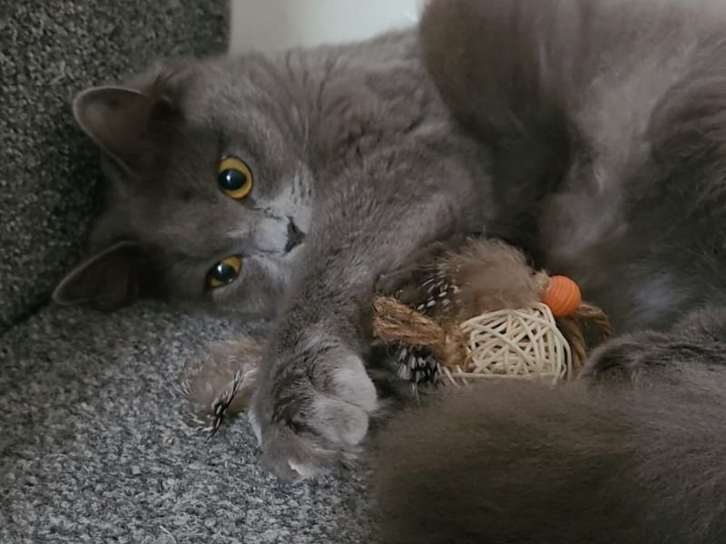 Rena – British Longhair x Ragdoll Female Cat for Breeding in Англия | Vaccinated