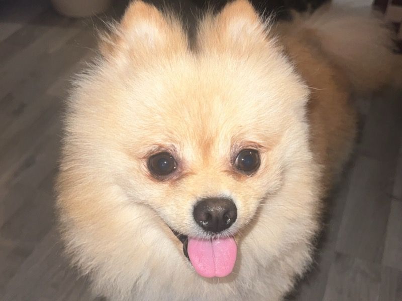 Gucci – Pomeranian Stud Dog for Breeding in England | Vaccinated