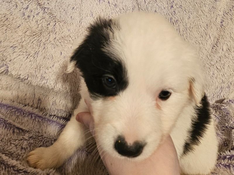 Derry – Australian Shepherd Female Dog for Adoption in Kentucky