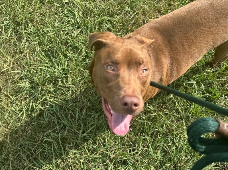 Saint – American PitBull Terrier Male Dog for Adoption in Alabama | Vaccinated