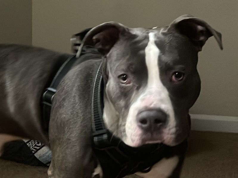 Miles – American PitBull Terrier Male Dog for Adoption in Georgia | Vaccinated