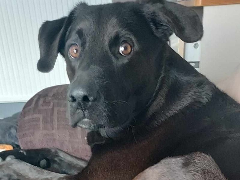 Bruno – German Shepherd x White Labrador Retriever Stud Dog for Breeding in England | Vaccinated