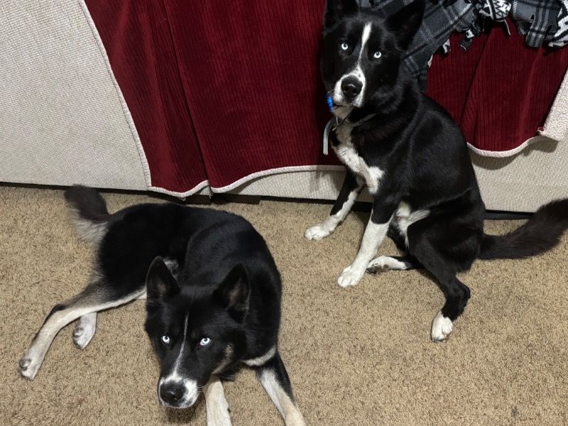 Igor And Boris – Husky Male Dog for Sale in Minnesota | Vaccinated