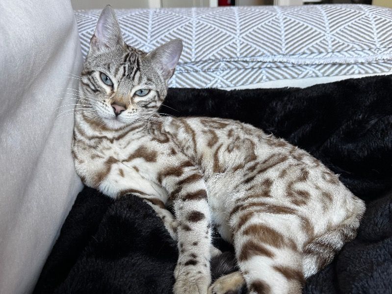 Winter – Bengal Female Cat for Sale in England