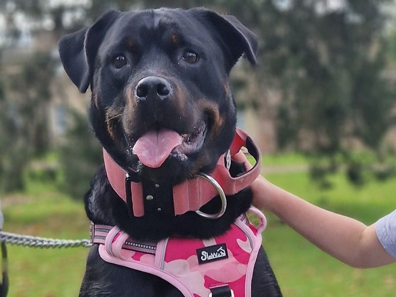 Roxy – Rottweiler Female Dog for Breeding in England | Vaccinated