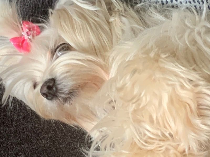 Angel – Maltese Female Dog for Breeding in New York | Vaccinated