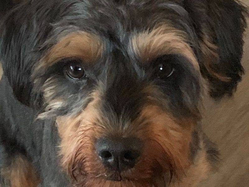 Benji – Yorkipoo Stud Dog for Breeding in England | Vaccinated