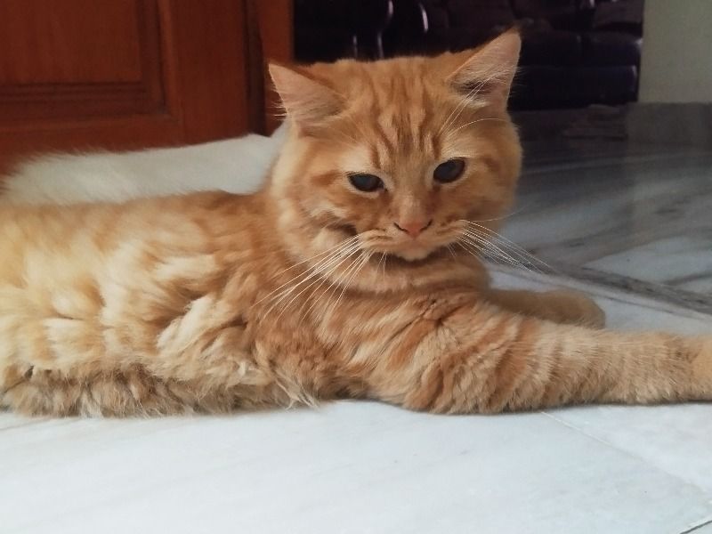 Bintu – Persian Male Cat for Socialization in Andhra Pradesh | Vaccinated