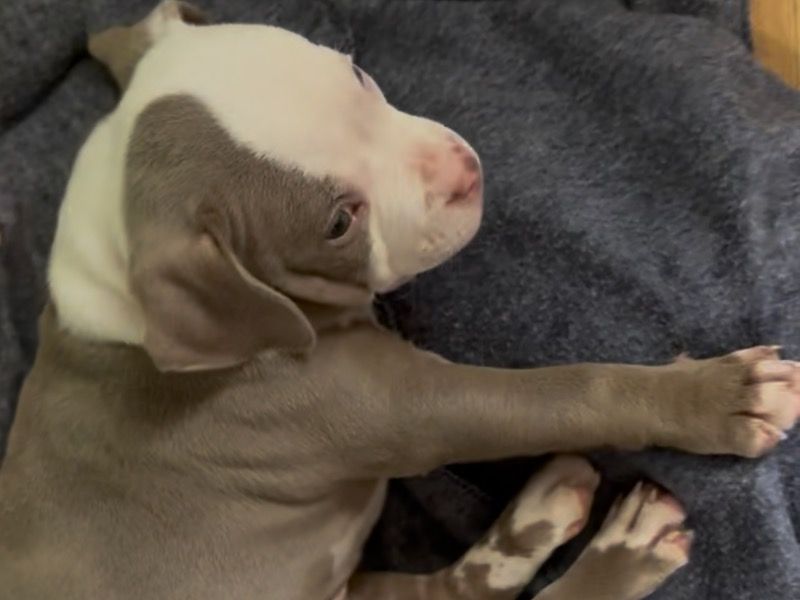 Belle – American Bully Female Dog for Sale in Ohio | Vaccinated