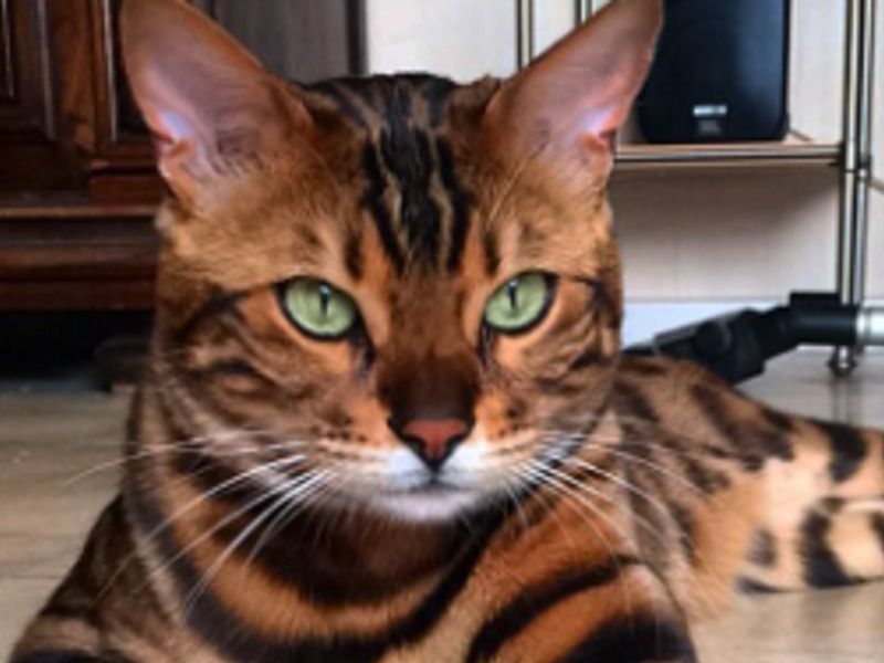 Tiger – Toyger Female Cat for Breeding in New York | Vaccinated