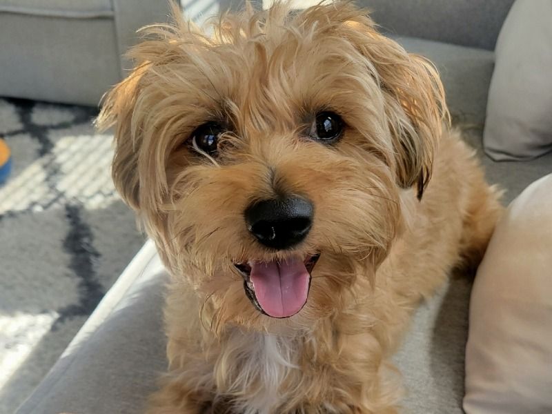 Biscotti – Yorkipoo Stud Dog for Breeding in California | Vaccinated