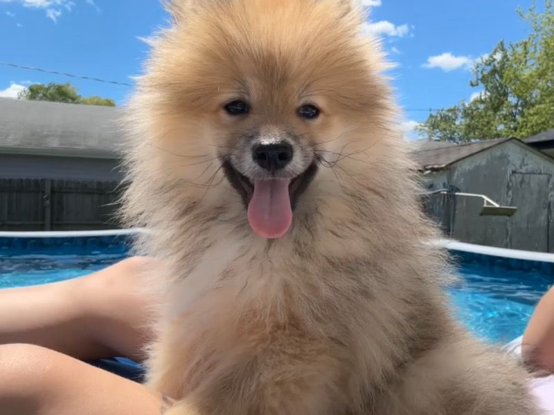 Mekee – Pomeranian Stud Dog for Breeding in Wisconsin | Vaccinated