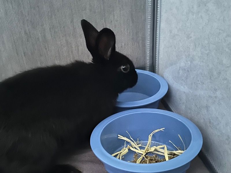 Willow – Havana Female Rabbit for Adoption in New York