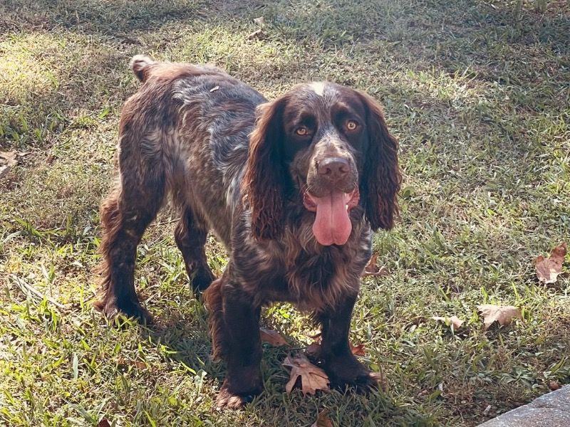 Brutus – English Cocker Spaniel Stud Dog for Breeding in South Carolina | Vaccinated