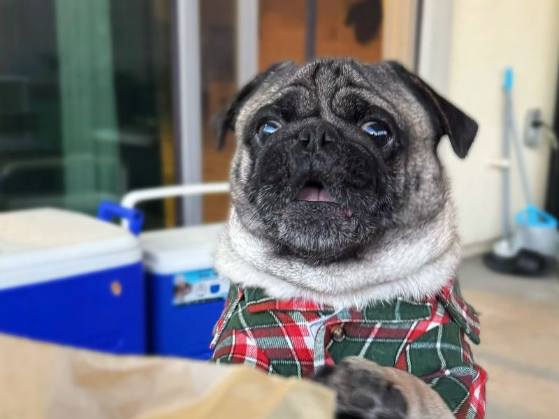Chunky – Pug Stud Dog for Breeding in California | Vaccinated