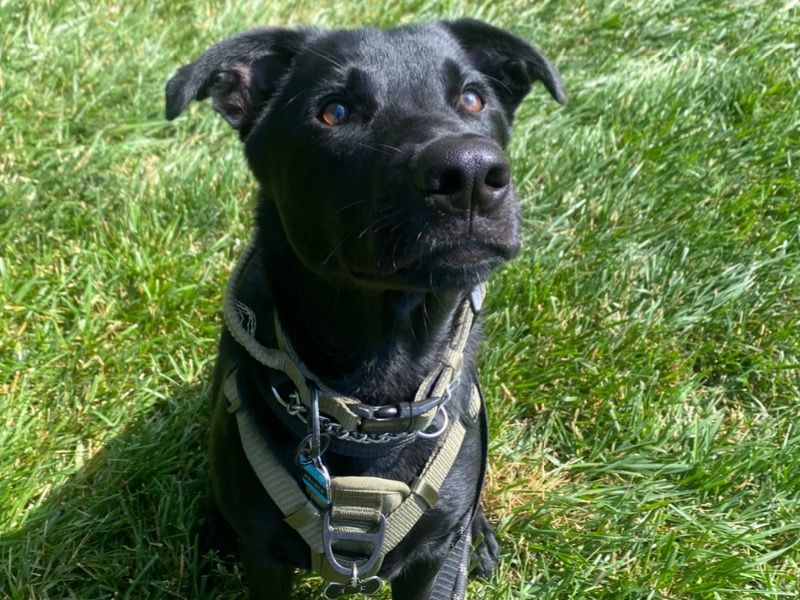 Prince – Black German Shepherd x Labrador Retriever Stud Dog for Breeding in Virginia | Vaccinated