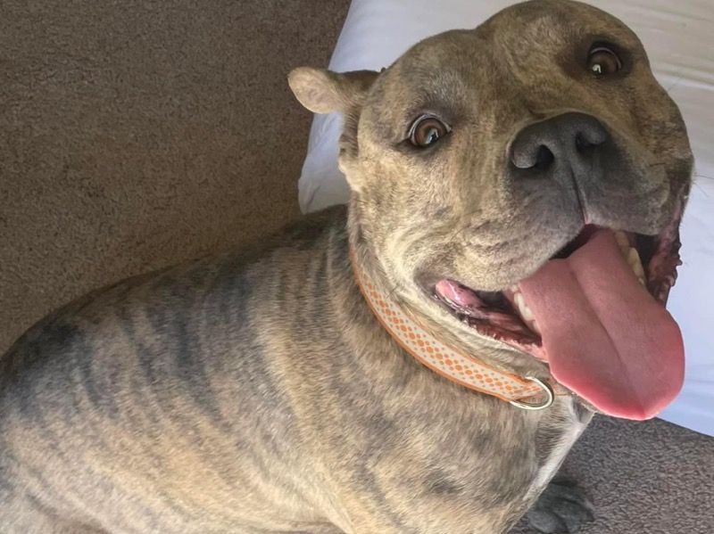 Lucky – Pit Bull Terrier x French Bulldog Female Dog for Adoption in Florida | Vaccinated