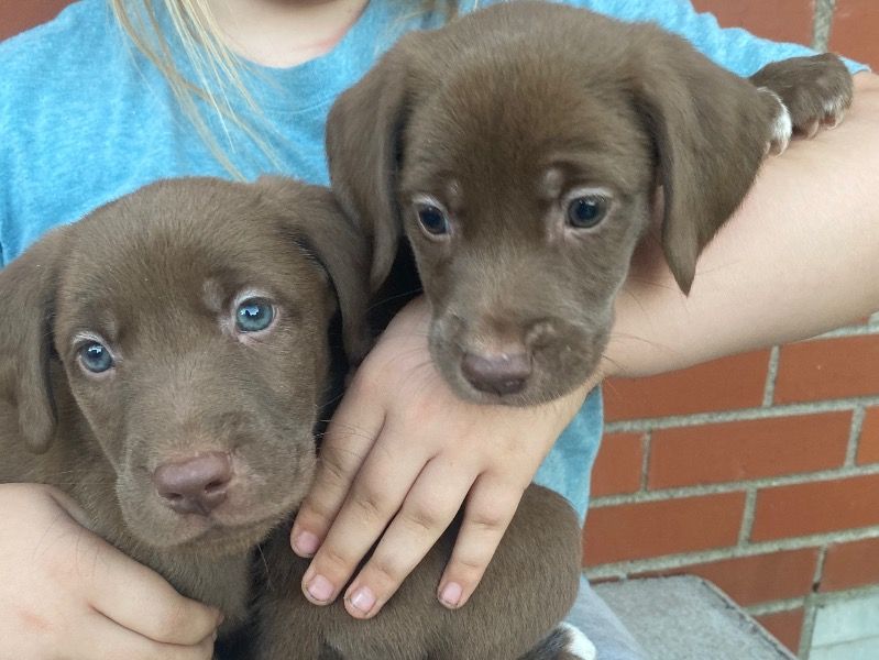 Labrador – Labrador Retriever Male Dog for Sale in Illinois | Vaccinated