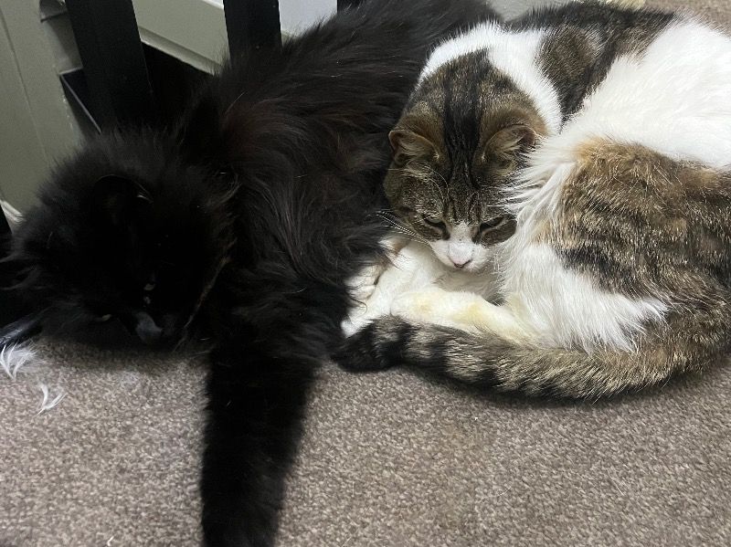 Ruby And Ria – Tabby x Domestic Longhair Female Cat for Sale in England