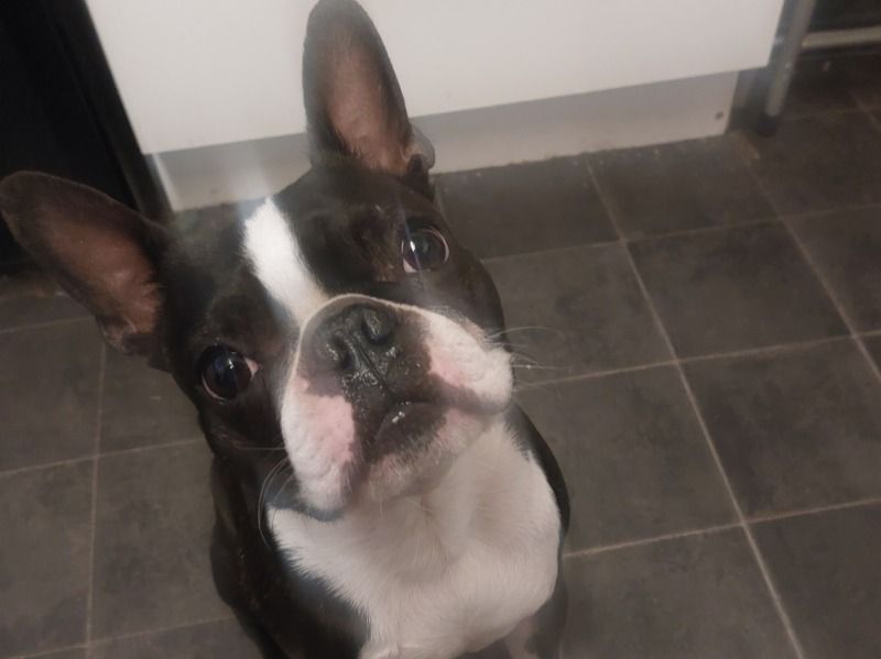 Boss – Boston Terrier Stud Dog for Breeding in England | Vaccinated
