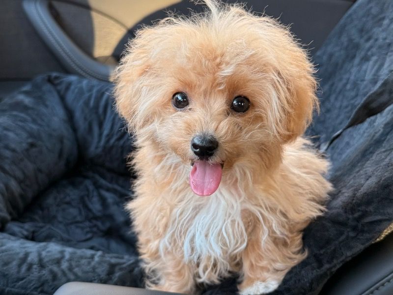 Eva – Miniature Poodle x Bichon Frise Female Dog for Sale in California | Vaccinated