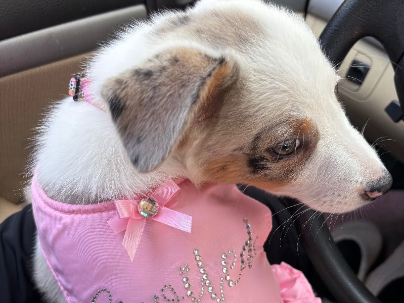 Willow – Australian Shepherd x Texas Heeler Female Dog for Sale in Tennessee | Vaccinated
