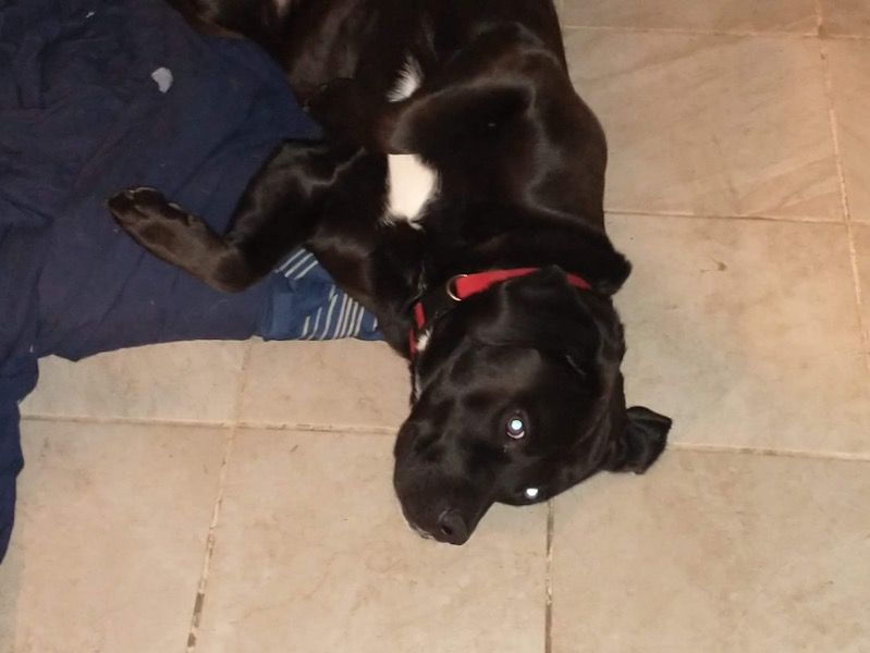 Shadow – Labrador Retriever x American Bulldog Male Dog for Adoption in Texas