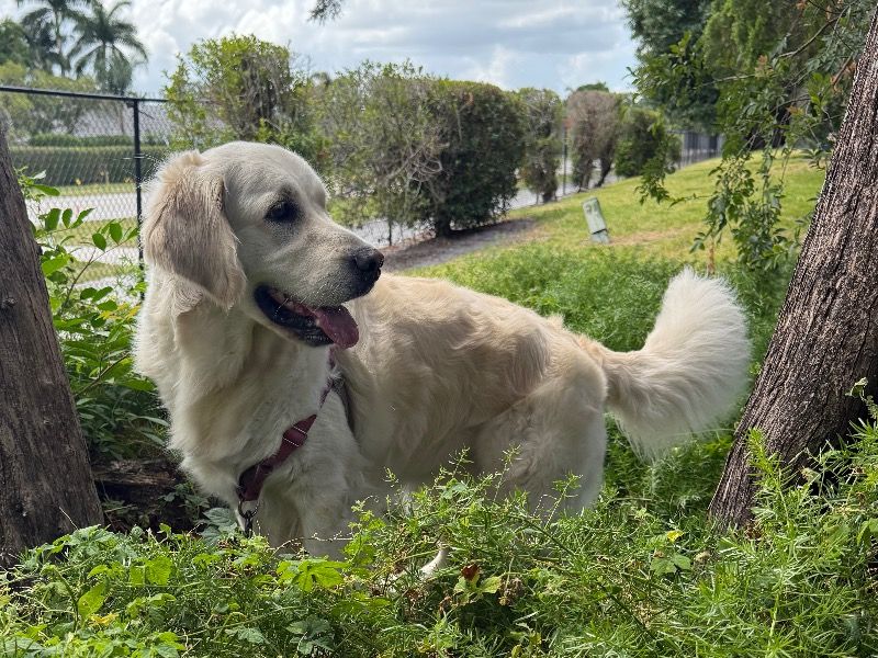 Bailey – Golden Retriever Female Dog for Breeding in Florida | Vaccinated