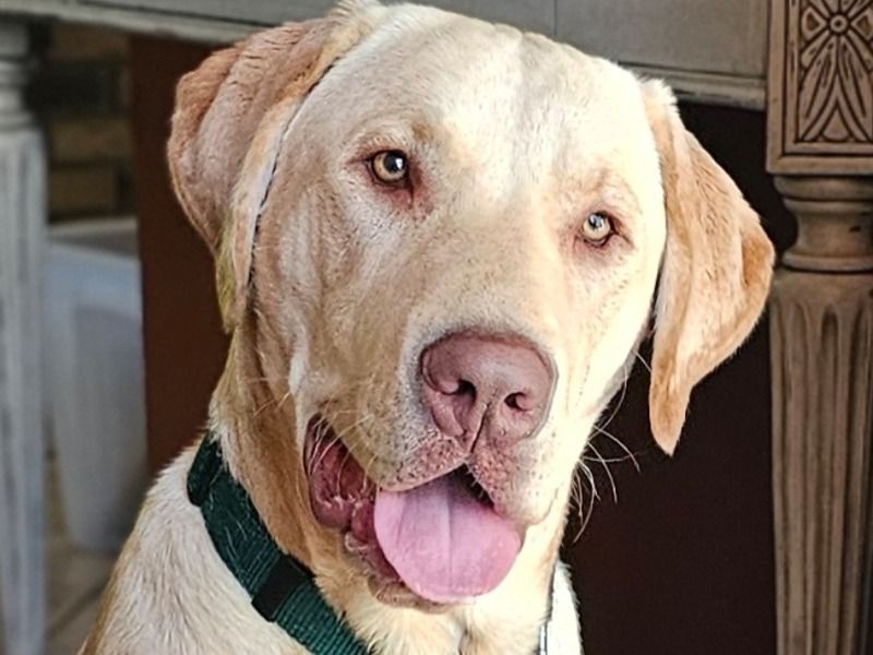 Goose – Labrador Retriever Stud Dog for Breeding in Florida | Vaccinated, DNA Tested