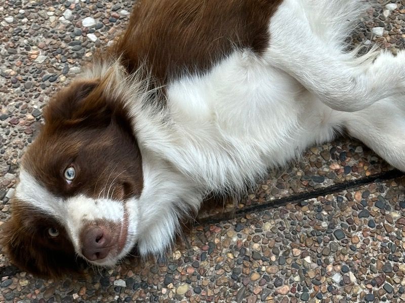 Nutella – Border Collie Female Dog for Breeding in New South Wales | Vaccinated