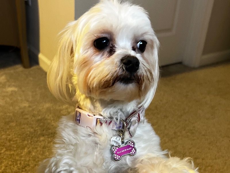 Ella – Maltese Female Dog for Adoption in Florida | Vaccinated