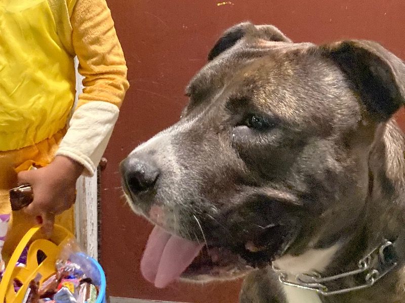 Banks – American PitBull Terrier x American Staffordshire Terrier Male Dog for Adoption in Massachusetts | Vaccinated