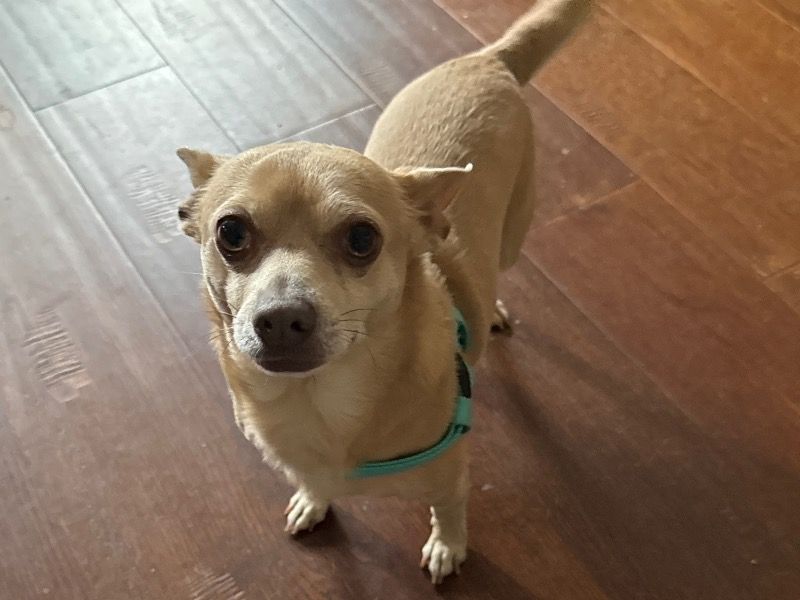 Odis – Chihuahua Stud Dog for Breeding in Virginia | Vaccinated