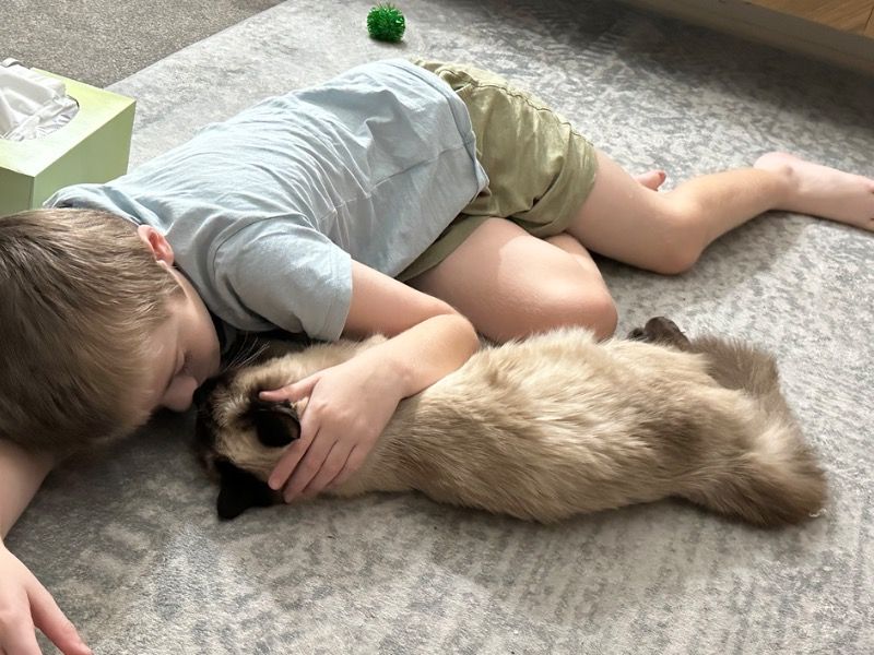 Milly – Ragdoll Female Cat for Breeding in Queensland