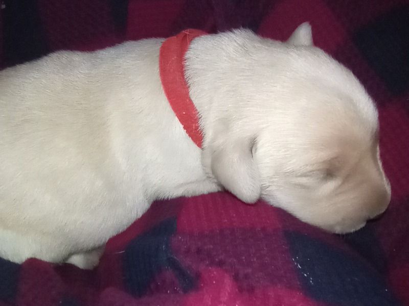 Buttercup – Labrador Retriever Female Dog for Sale in New Mexico | Vaccinated