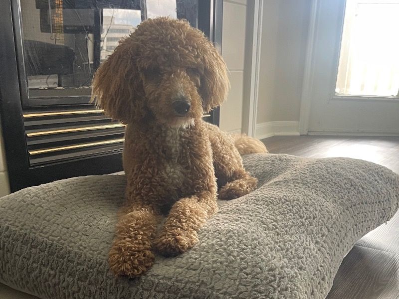 Coco – Goldendoodle x Mini Golden Doodle Female Dog for Sale in Indiana | Vaccinated