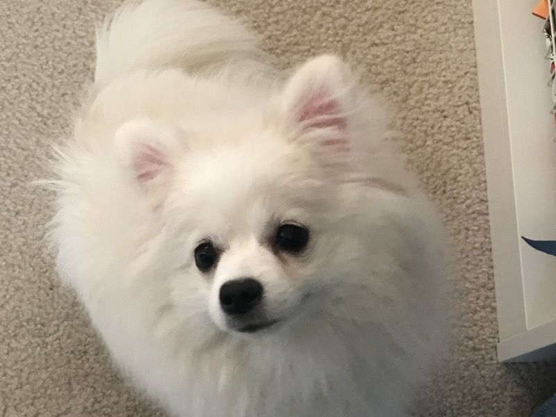 Candy – German Spitz Female Dog for Breeding in Maryland | Vaccinated