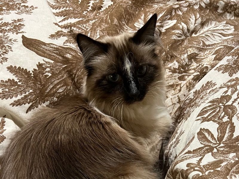 Willa – Birman Female Cat for Breeding in Colorado | Vaccinated
