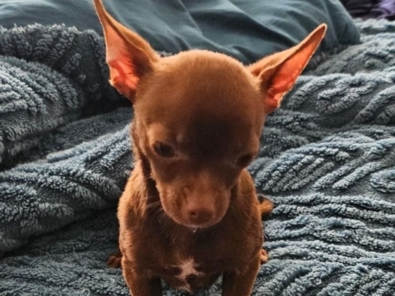 Soy – Chihuahua Male Dog for Adoption in Delaware | Vaccinated