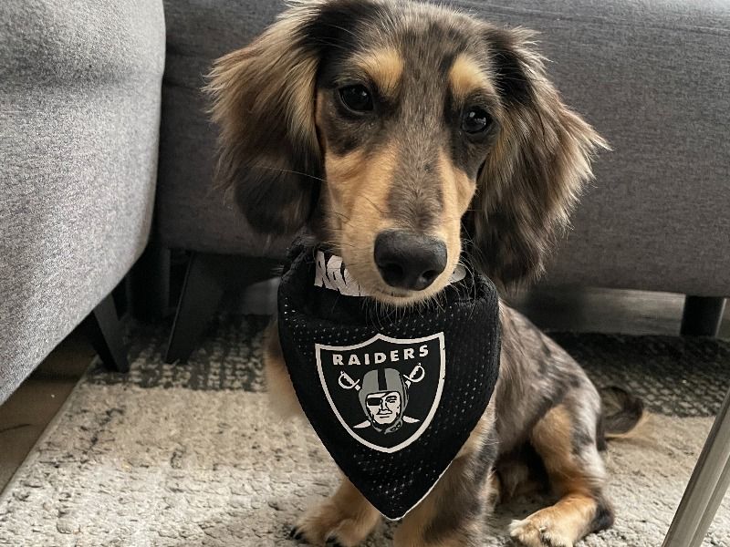 Augustus – Miniature Dachshund Stud Dog for Breeding in California | Vaccinated